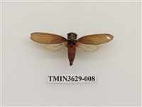 藏品(紅腳黑翅蟬)的圖片